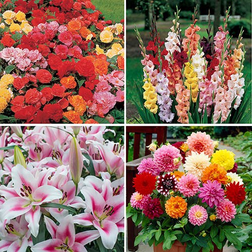 Image of Taylors Choice - Premium Bulb set 12 packs assorted bulbs min 25 large bulbs