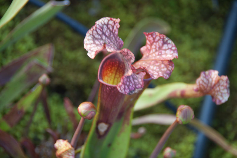 Cox_20110518_0054
