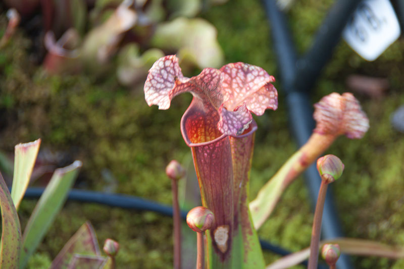 Cox_20110518_0048