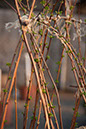 Cox_20110518_0064