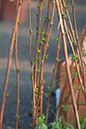 Cox_20110518_0066