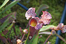 Cox_20110518_0051