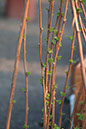 Cox_20110518_0067