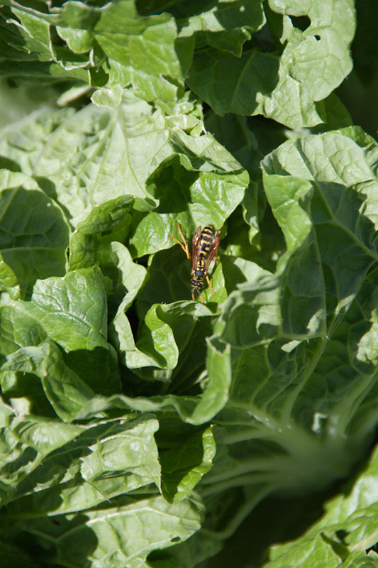 Cox_20110625_076