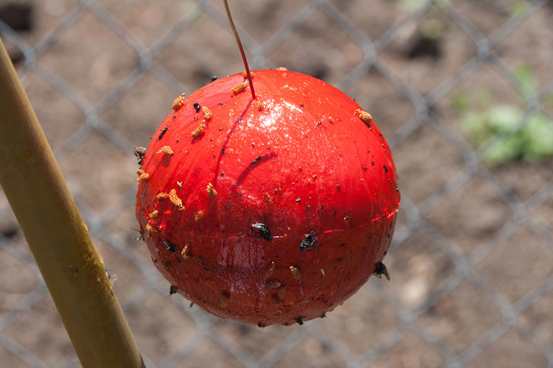 Cox_20110625_126