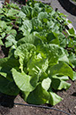 Cox_20110625_064