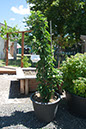 Cox_20110625_107