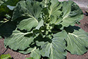 Cox_20110625_084