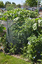 Cox_20110625_030