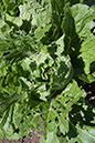 Cox_20110625_072