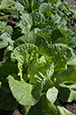 Cox_20110625_066