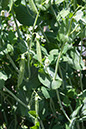 Cox_20110625_003