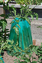 Cox_20110625_014