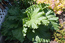 Cox_20110625_149