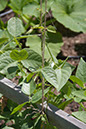 Cox_20110625_019
