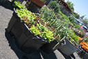 Cox_20110625_035