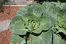 Cox_20110625_134