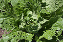 Cox_20110625_071