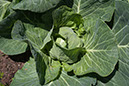 Cox_20110625_137