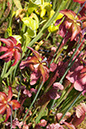 Cox_20110625_054