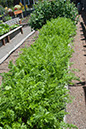 Cox_20110625_083