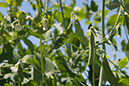 Cox_20110625_007