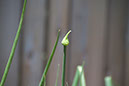 Cox_20110625_132