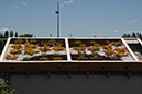 Cox_20110625_120