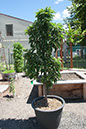 Cox_20110625_115