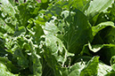 Cox_20110625_070