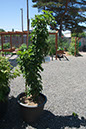 Cox_20110625_112