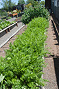 Cox_20110625_082