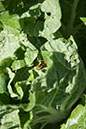 Cox_20110625_074