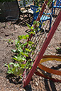Cox_20110625_105