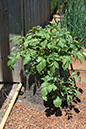 Cox_20110625_129