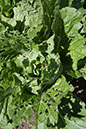 Cox_20110625_073