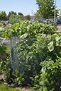 Cox_20110625_029