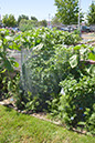Cox_20110625_031