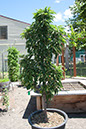 Cox_20110625_116