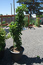 Cox_20110625_113