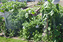 Cox_20110625_033