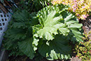 Cox_20110625_150