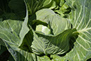 Cox_20110625_138