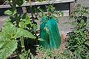 Cox_20110625_016