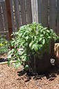 Cox_20110625_128