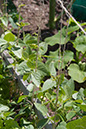 Cox_20110625_017