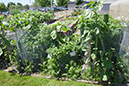 Cox_20110625_032