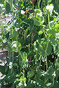 Cox_20110625_005