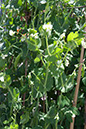 Cox_20110625_006