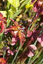Cox_20110625_055